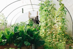 Lush green vegetables and tall tomato plants growing inside a greenhouse with a person working in the background.