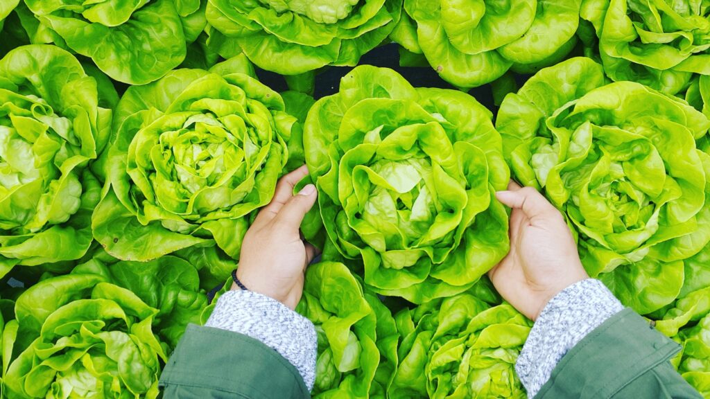 Person's hands gently holding a head of bright green lettuce among rows of fresh lettuce plants.