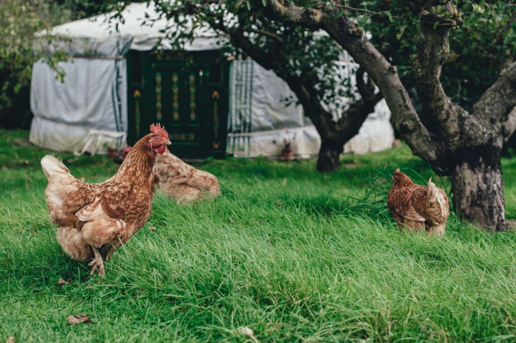 Chickens walking through green grass near a yurt and apple trees.
