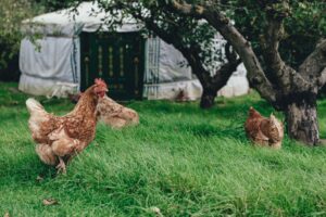 Chickens walking through green grass near a yurt and apple trees.