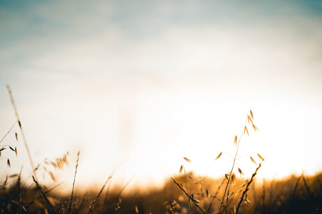 Close-up of golden grass in a field at sunset with a soft, blurred sky in the background.