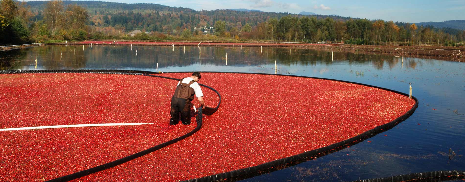 Person standing in round boomed cranberries.