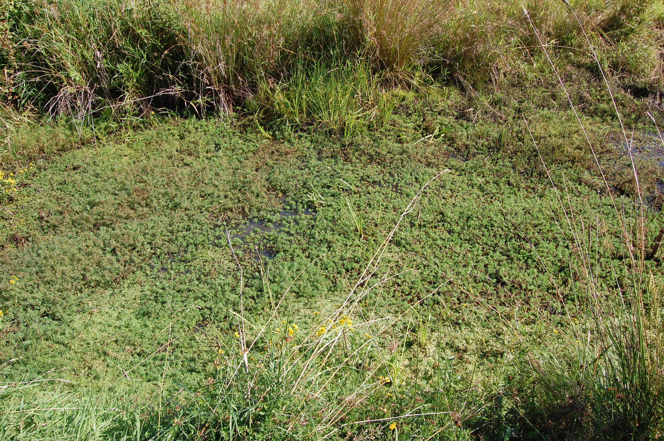 Parrotfeather- milfoil weed taking over the ground in a marshy area.