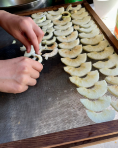 photo of food dehydrator screen with someone's hands arranging apple slices for drying