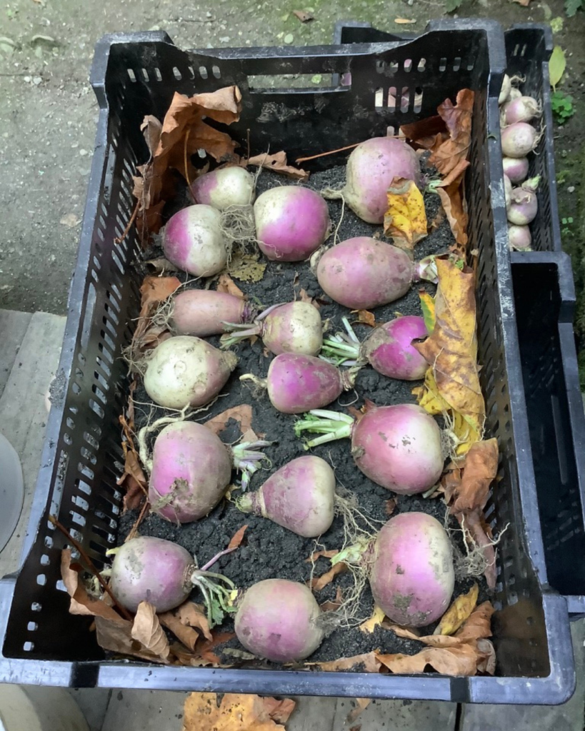 photo showing a turninps arranged on a bed of sand and leaves in a black bin, preparing for long term root vegetable storage in a root cellar