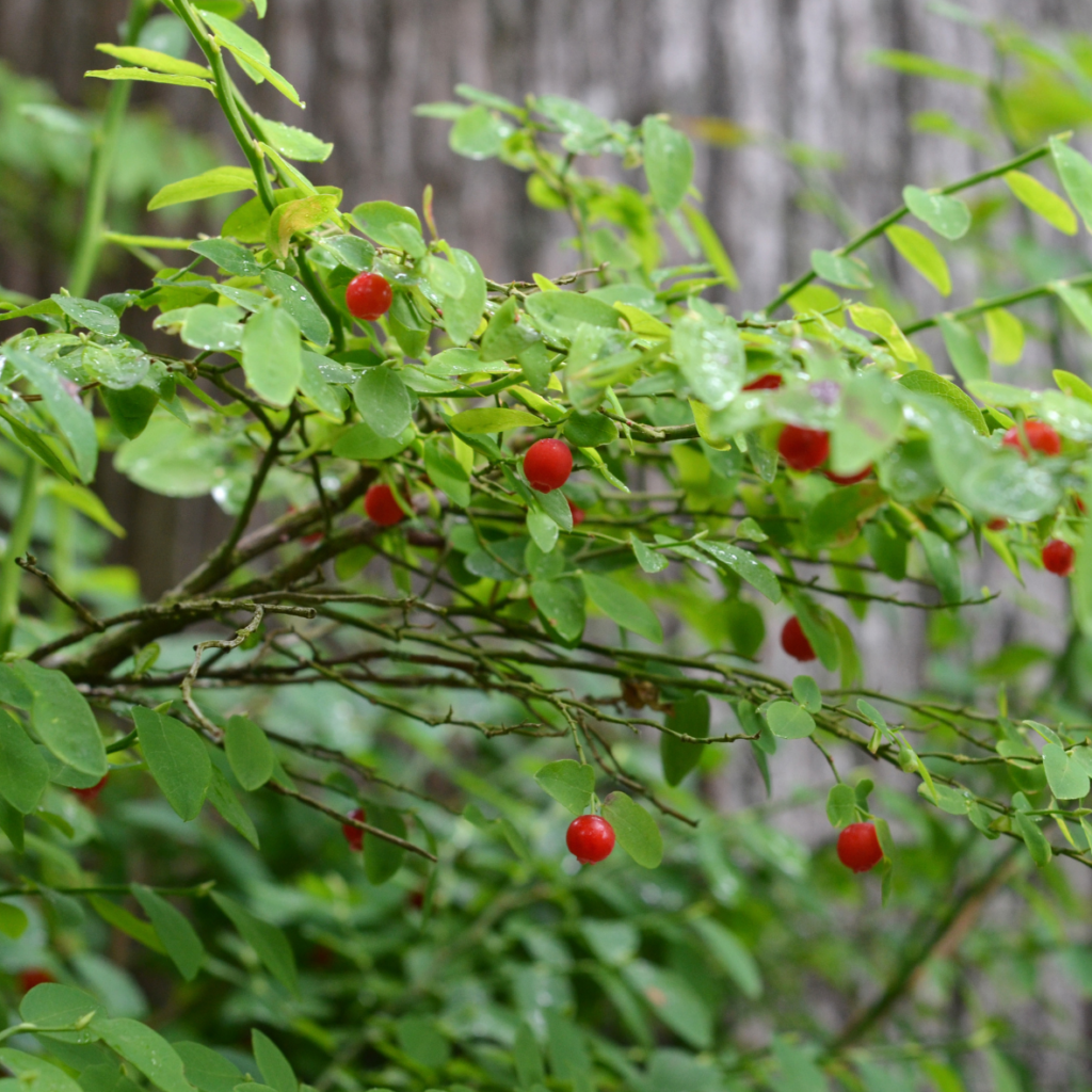 photo of red huckleberry bush