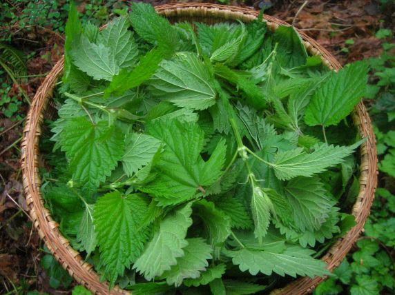 photo of a basket of nettles