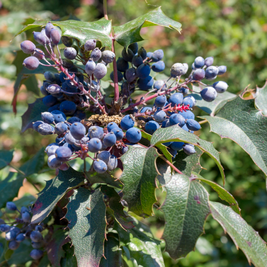photo of Oregon grape berries