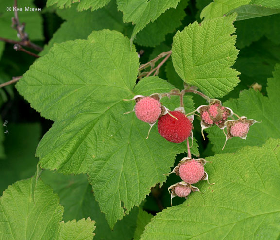 photo of thimbleberries
