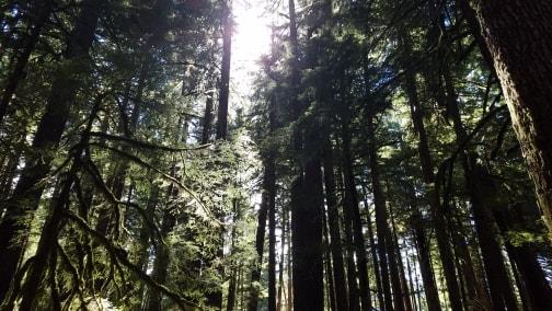 Forest overstory
