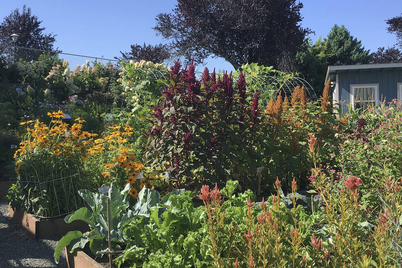 Large garden with blooming flowers of orange, red, and pink.