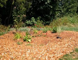 Rain garden planted with native vegetation and covered with mulch to capture and absorb stormwater runoff.