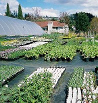 Rows of nursery plants growing outdoors in a commercial plant nursery.