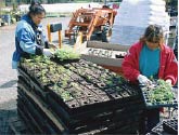 Two people sorting and handling trays of young plants at a nursery.