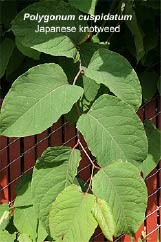 Japanese Knotweed