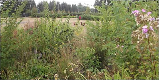 Native plants and grasses growing in a rain-friendly landscape designed to absorb stormwater.
