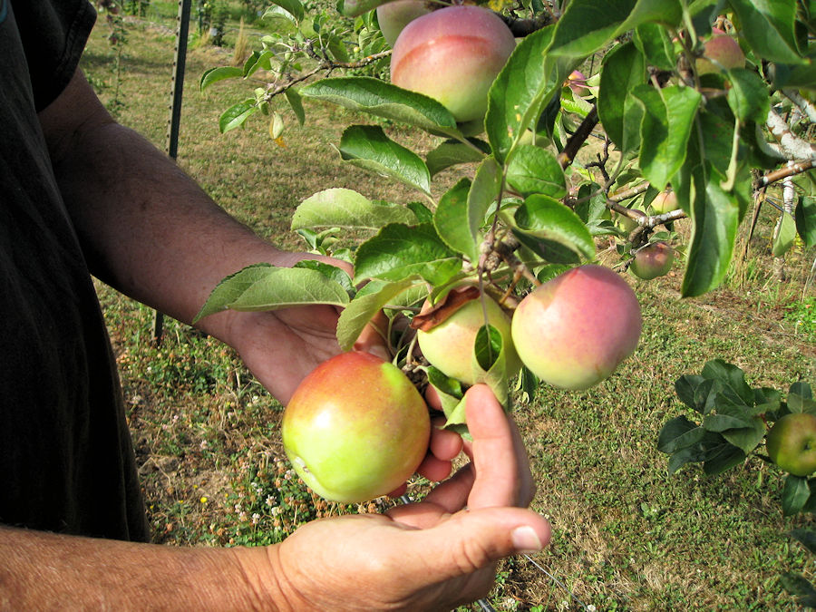 Hands holding ripe apples on a tree branch in an orchard