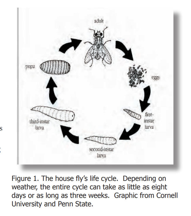 Diagram of a house fly life cycle showing egg, larva stages, pupa, and adult.