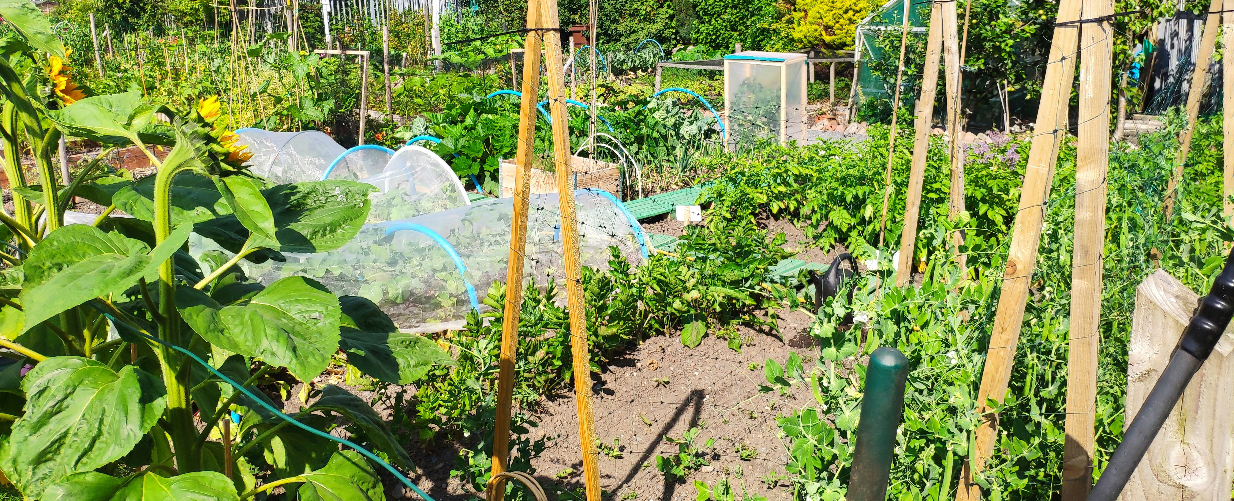 Vegetable garden plots at the Heritage Farm Community Garden during the summer growing season.