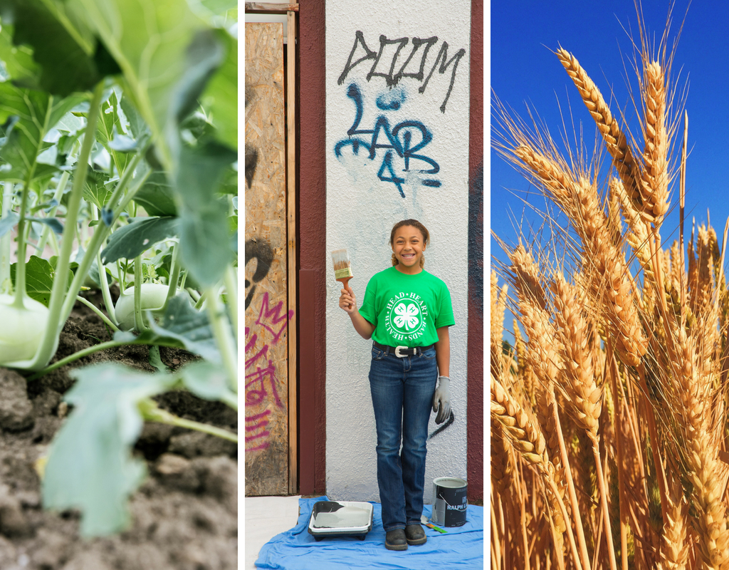 Three-panel image showing a garden plant growing in soil, a smiling youth in a 4-H shirt holding a paintbrush while painting a wall, and close-up wheat heads in a field.