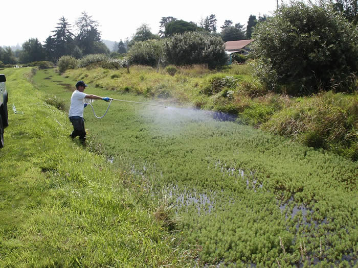 Person standing beside a grassy waterway spraying vegetation along a ditch with a hose or sprayer.