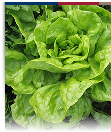 lettuce