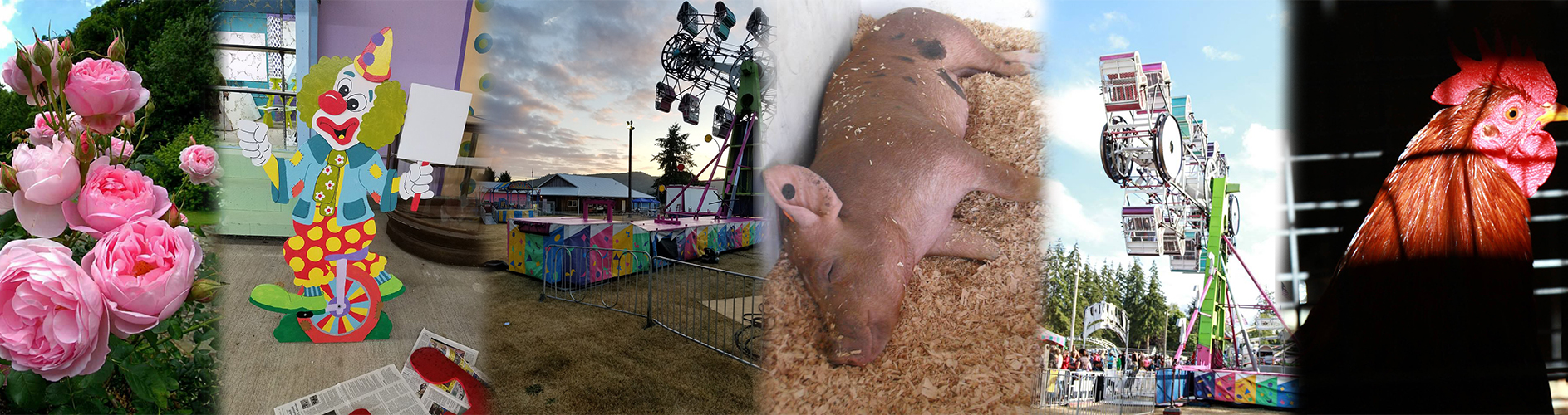 Collage of fair scenes including blooming flowers, a colorful clown display, carnival rides, a pig resting in bedding, and a close-up of a rooster.