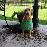 Dog sitting on a patio with spilled soil around it, wearing a sign that reads ‘I’m a master gardener.’