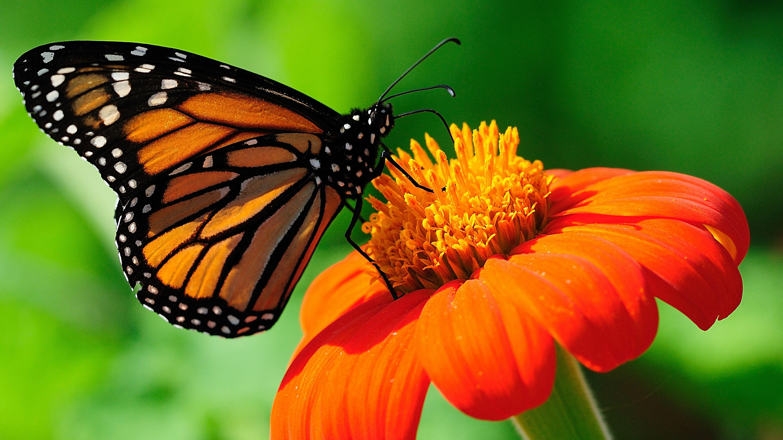 Monarch butterfly perched on a bright orange flower against a green background.