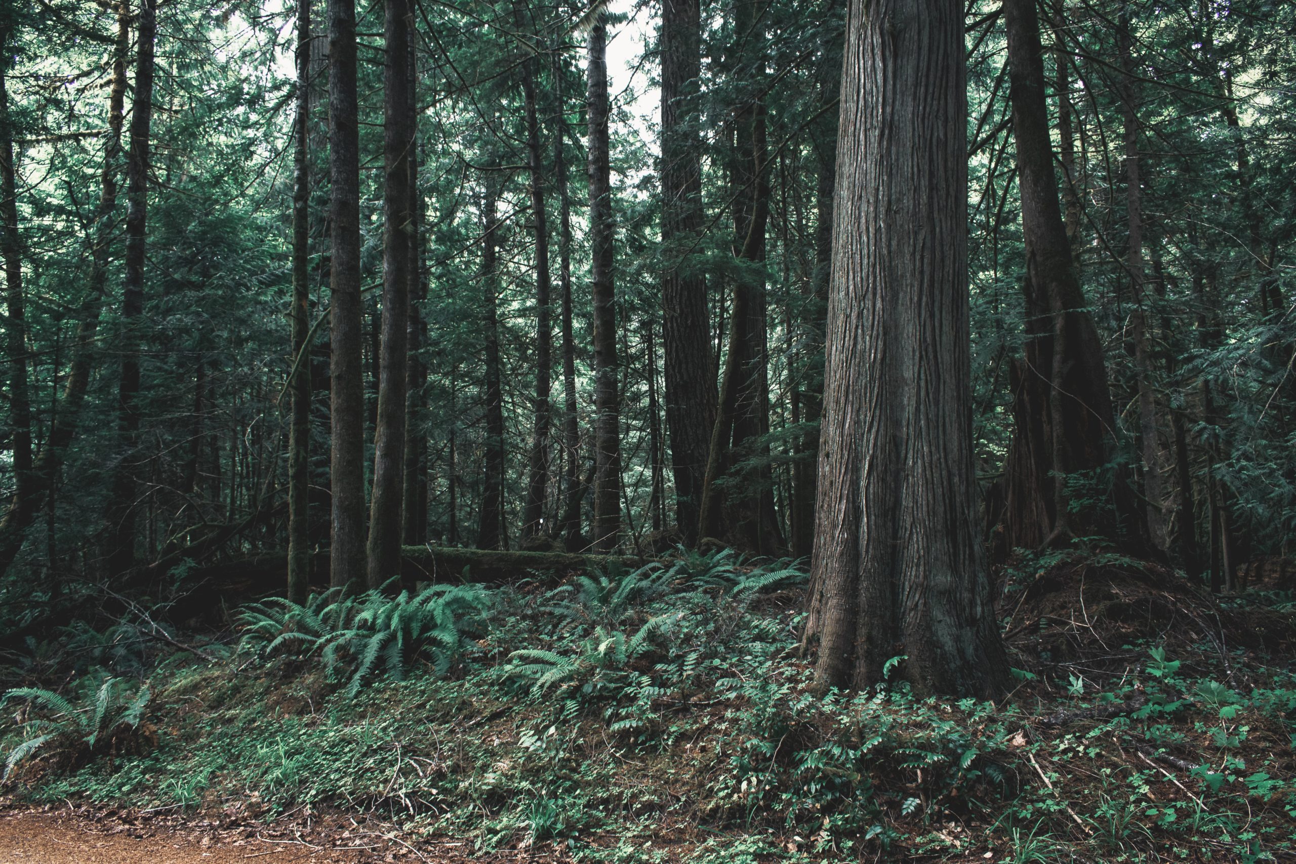 Dense forest with tall trees and ferns covering the forest floor.