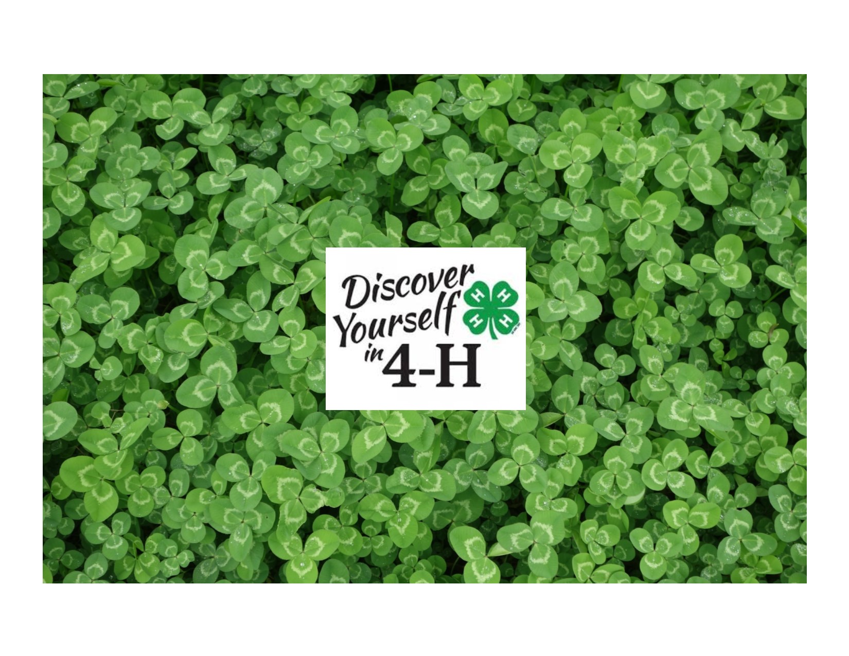 Green clover leaves background with centered text that reads ‘Discover Yourself in 4-H’ alongside the 4-H clover logo.