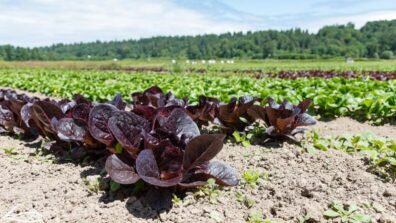 “Rows of leafy greens, including red and green lettuce, growing in a cultivated field with trees in the background.