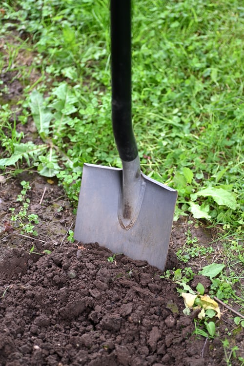 Close-up of a shovel digging into soil in a grassy garden area.