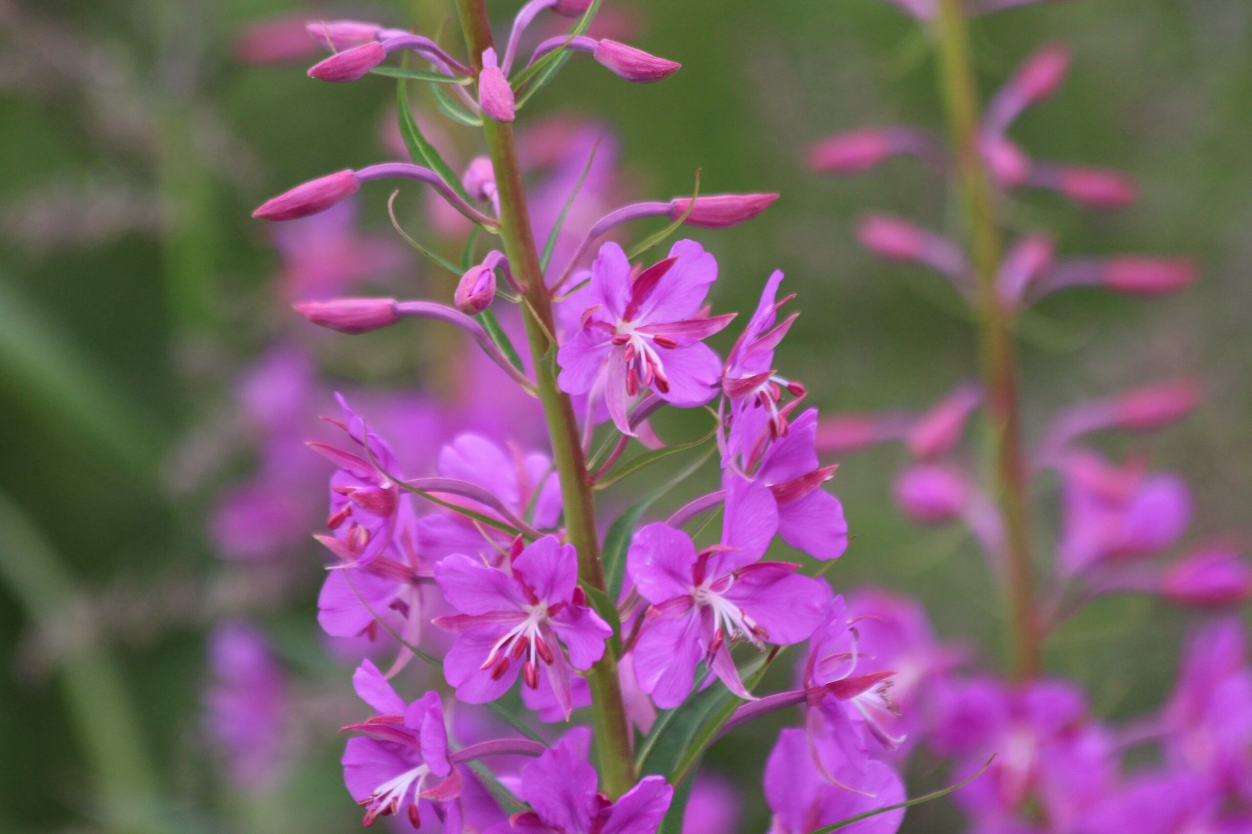 Close-up of pink wildflowers in bloom on a green stem with a blurred natural background.