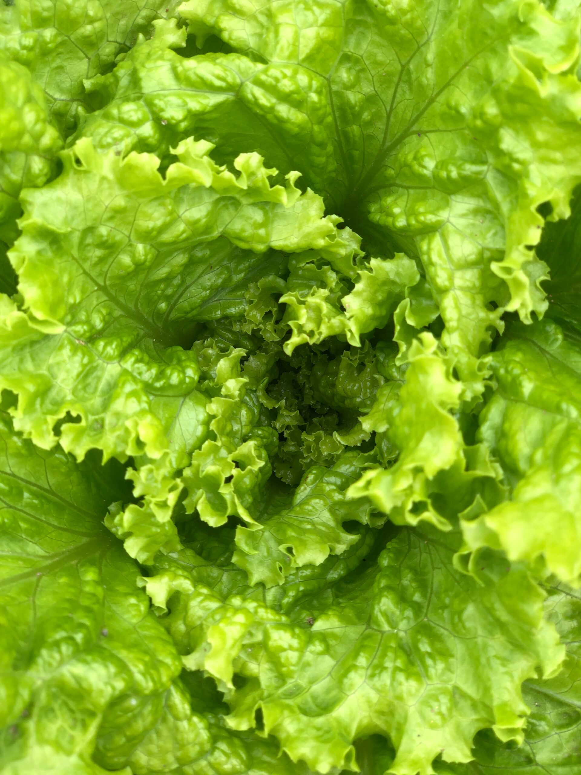 Close-up of fresh green lettuce leaves growing in a garden.