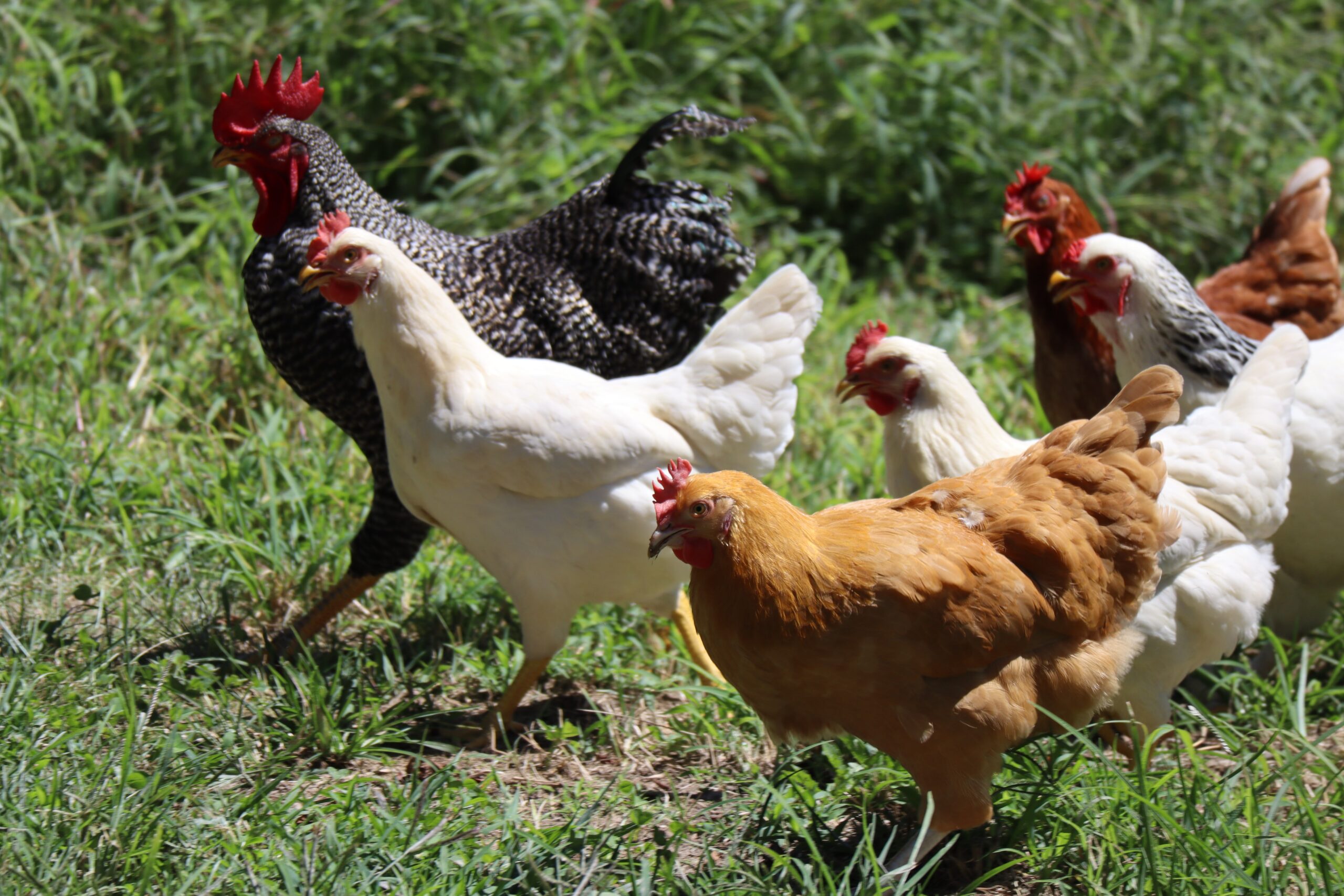 Group of chickens of various colors, including white, brown, and black, walking together in a grassy outdoor area.
