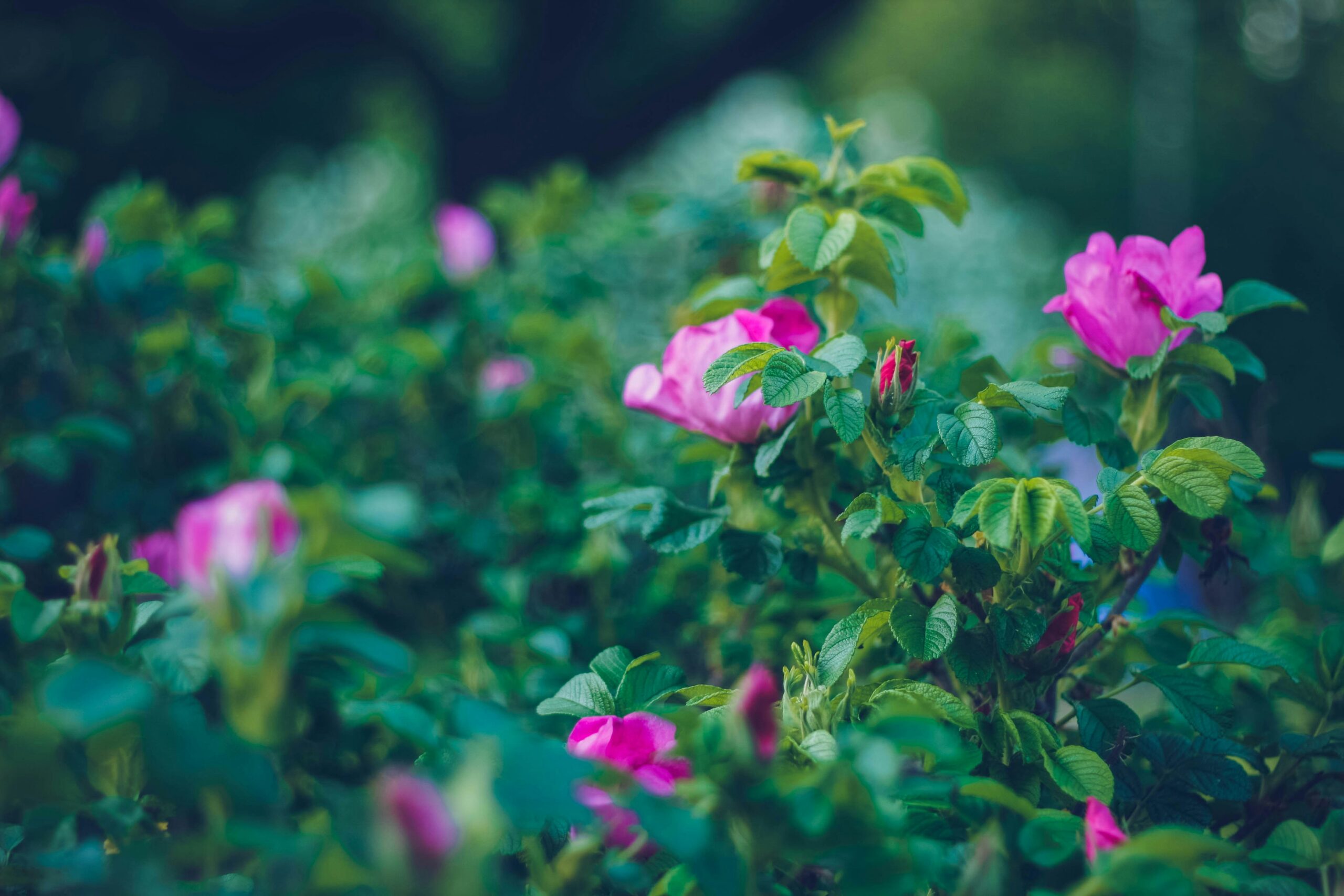 Close-up of pink flowers blooming on green leafy plants with a softly blurred background.
