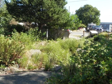 Overgrown garden area with a mix of plants and shrubs near a residential street.