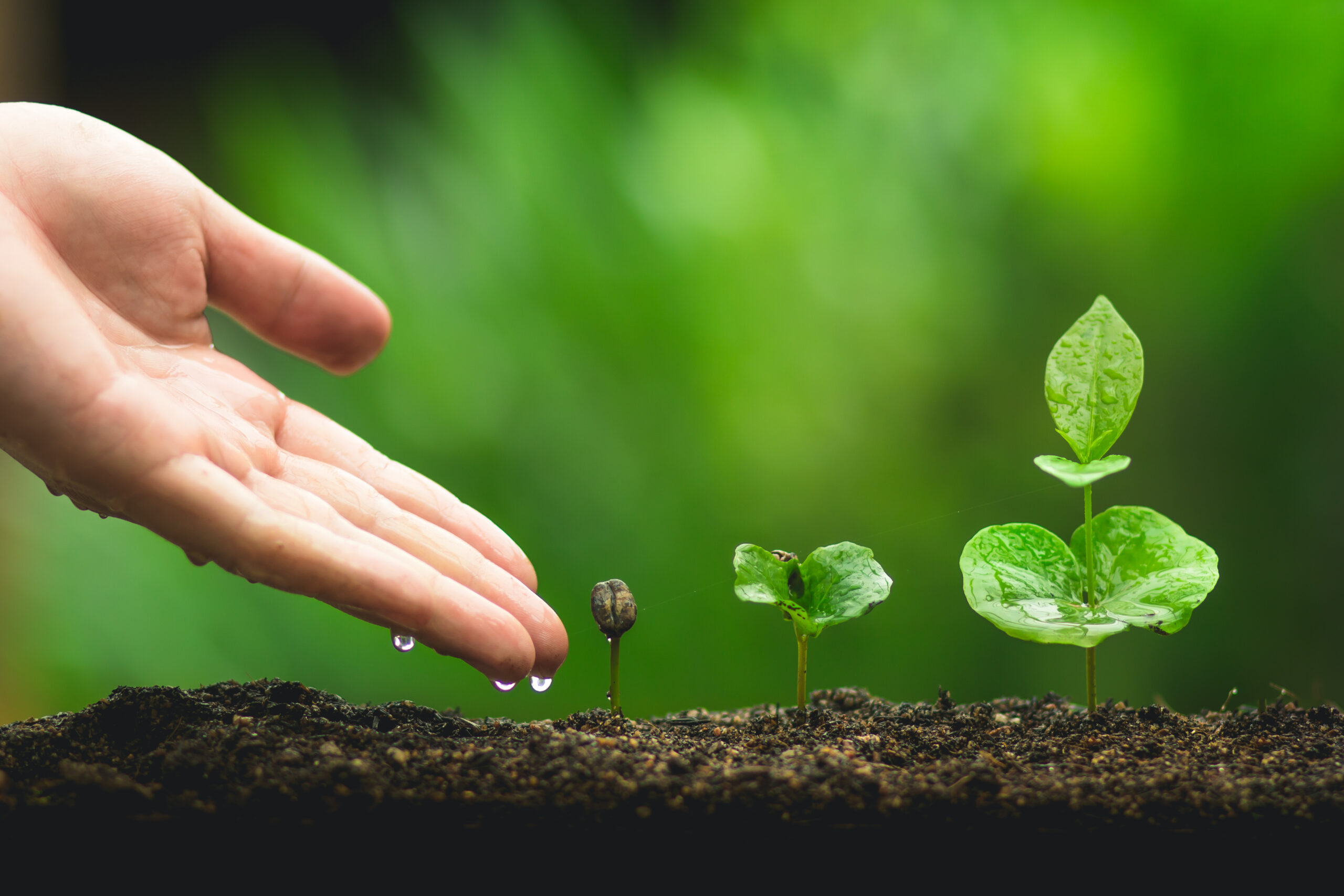 Hand dripping water onto three seedlings at different growth stages in dark soil, against a soft green background.