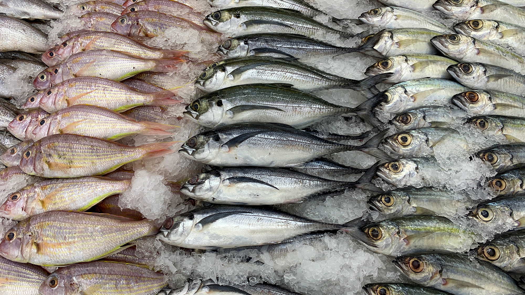 Dense grouping of assorted fish highlighting biodiversity abundance and unprocessed marine food resources.