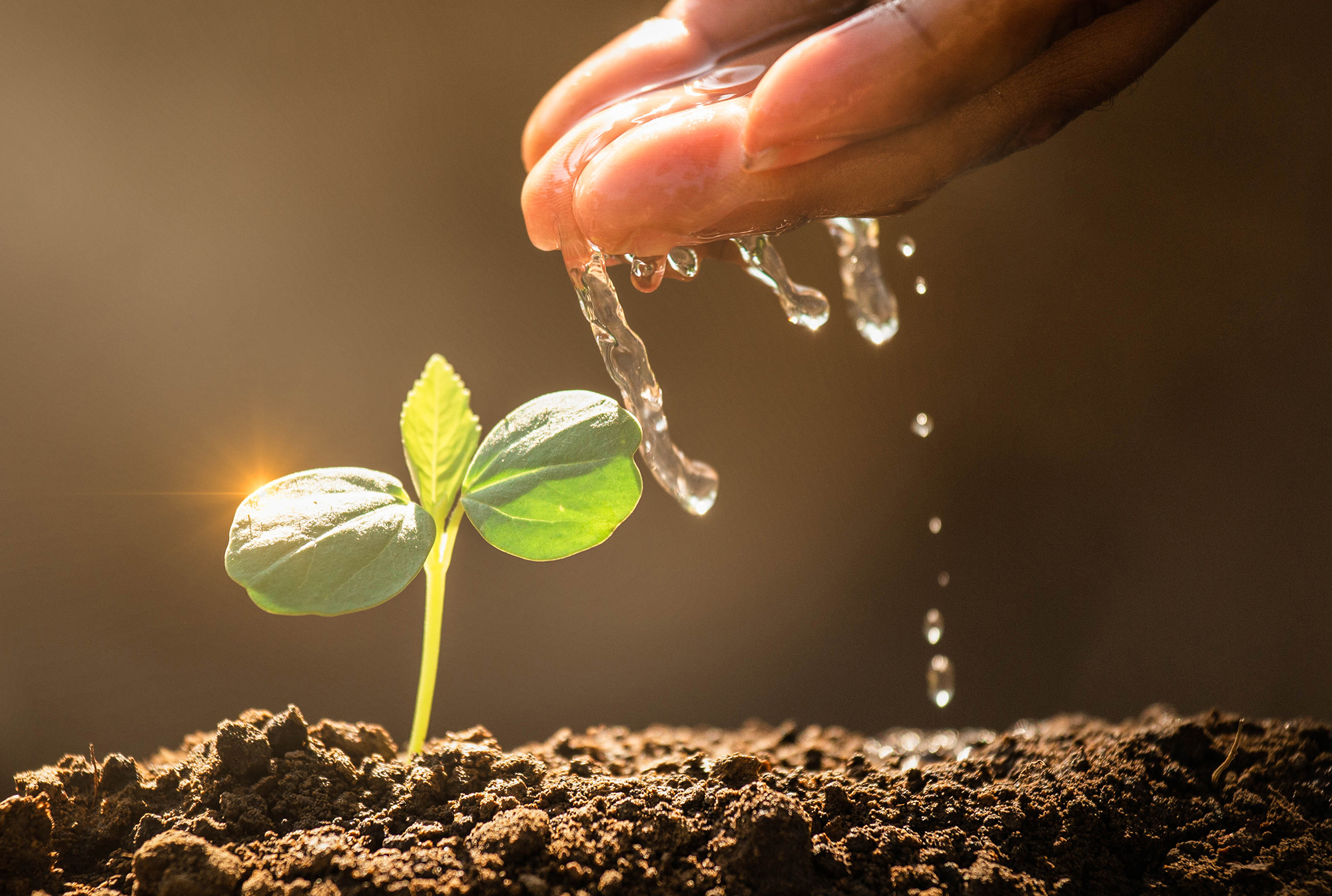 Earth day concept. Drop water on hand for growing tree. Protect the environment. Renewable energy for future. Global warming concept. Sustainable resources.