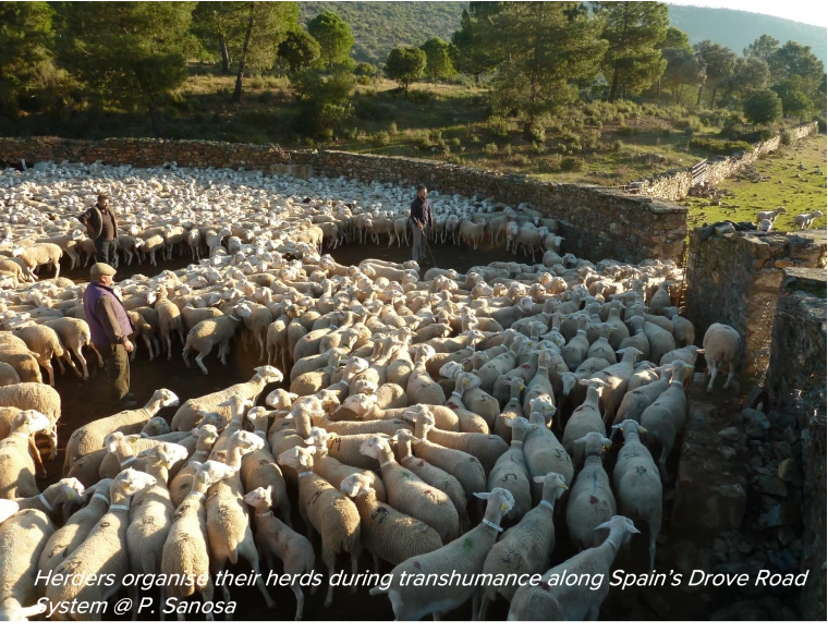 Herders organizing a large flock of sheep in a fenced pasture.