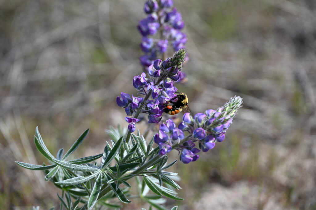 Bee feeding on lupine flowers