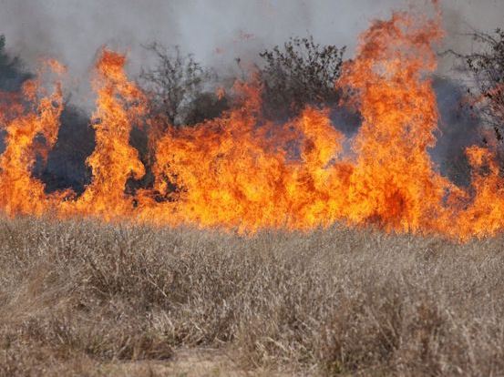 Cheat grass on fire.