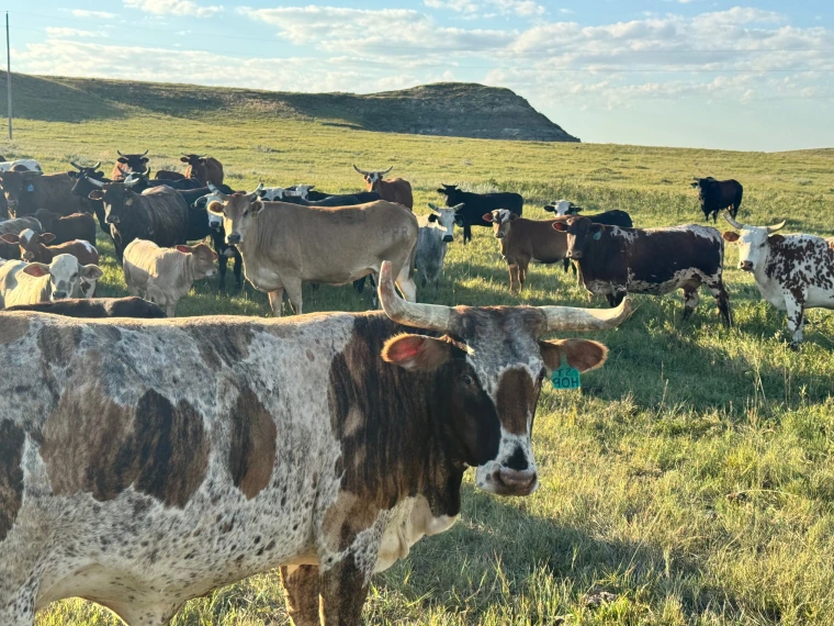 Multiple cows in a field.