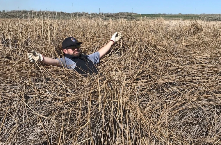 Person laying in dead cattails.
