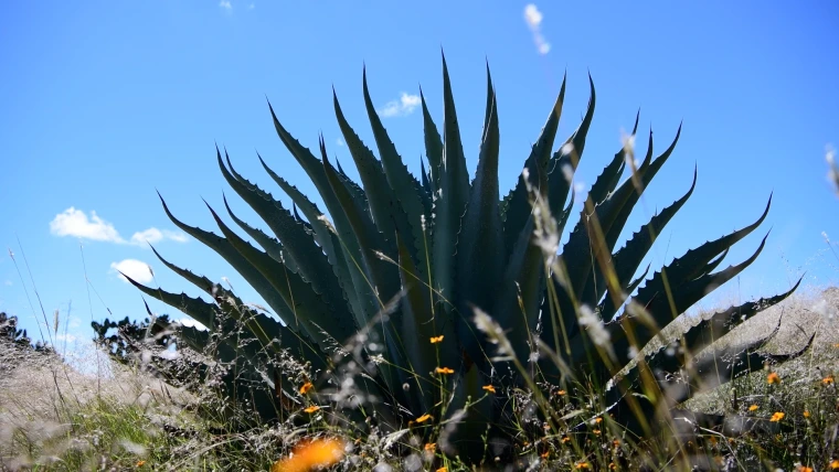 Green agave plant.