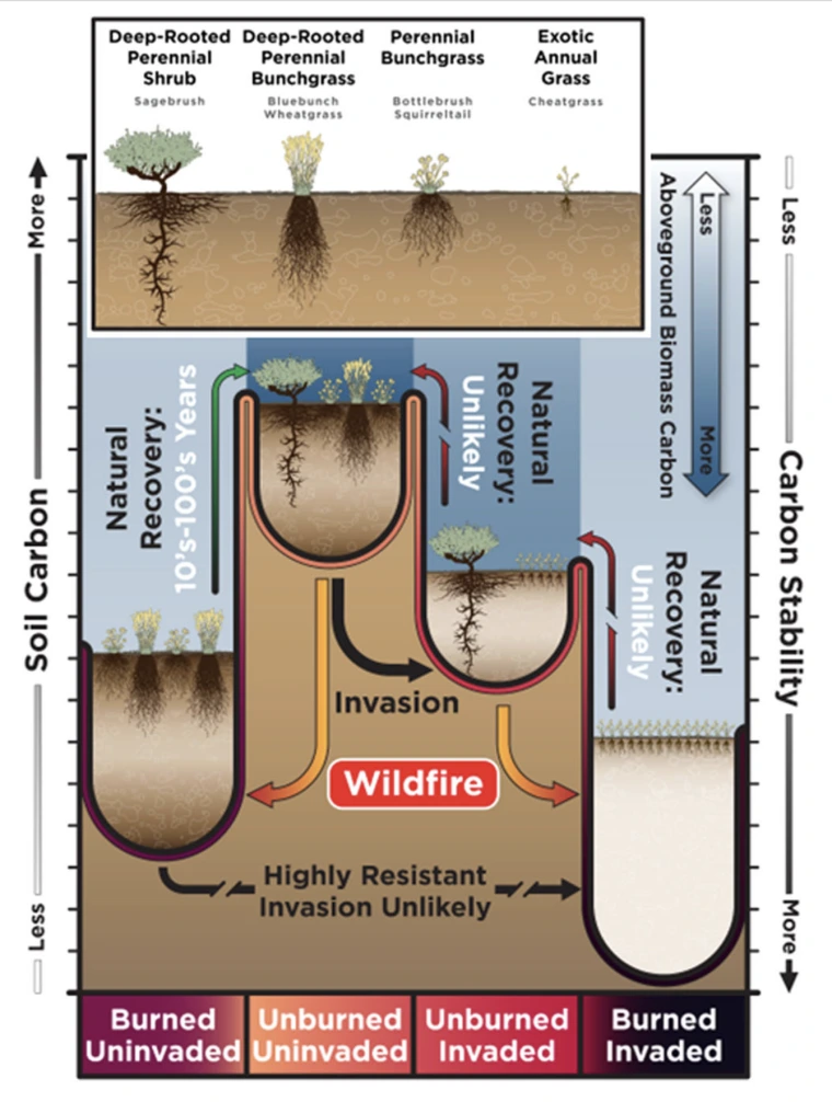 Diagram showing how grass and shrub types affect soil carbon, aboveground biomass, invasion risk, and wildfire recovery. The top section compares deep‑rooted perennial shrubs and grasses to perennial bunchgrasses and exotic annual grasses, showing deeper roots and greater soil carbon with perennial plants. The lower section illustrates four site conditions—burned or unburned, invaded or uninvaded—demonstrating that wildfire and invasive grasses reduce carbon stability and make natural recovery unlikely, while unburned, uninvaded sites are more resistant to invasion and recover more easily.
