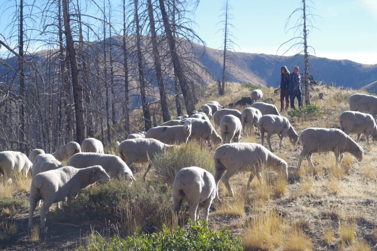 Multiple sheep grazing on hillside.