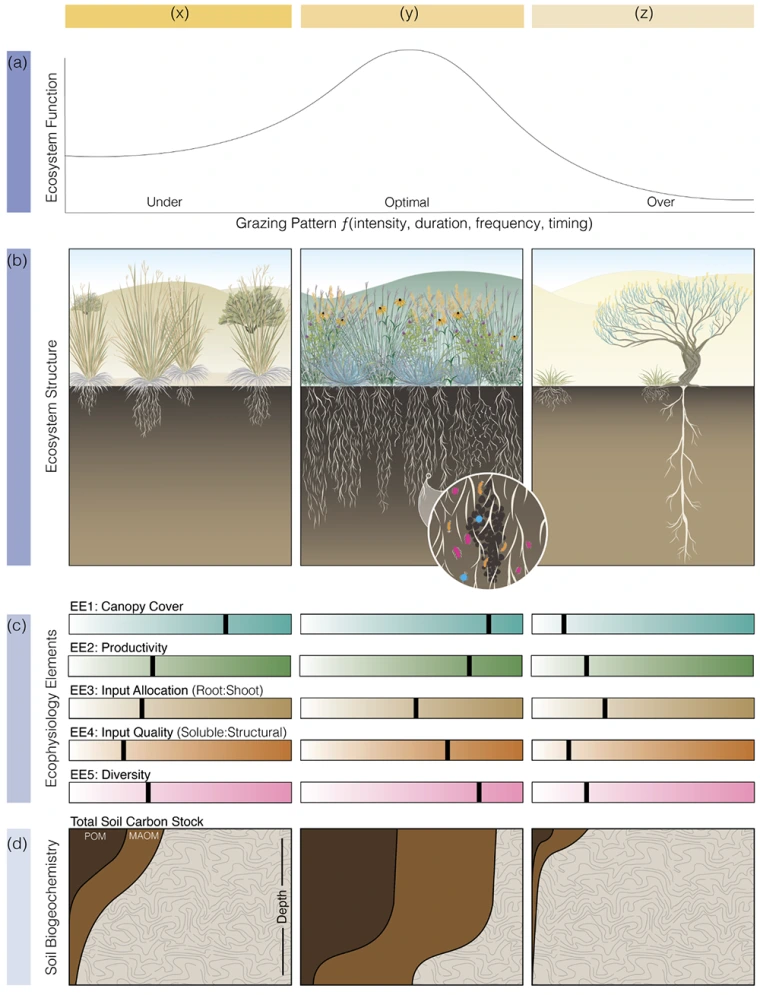 Image credit: "Conceptual illustration of how grazing patterns (x, y, z) affect ecosystem function (a) and structure (b) by modulating plant ecophysiological elements." Stanley et al 2024, Global Change Biology.